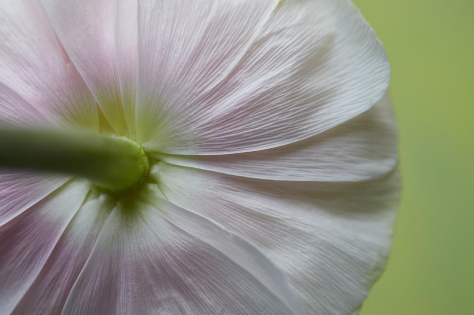 Free Image of Delicate details of a pale flower under soft light 