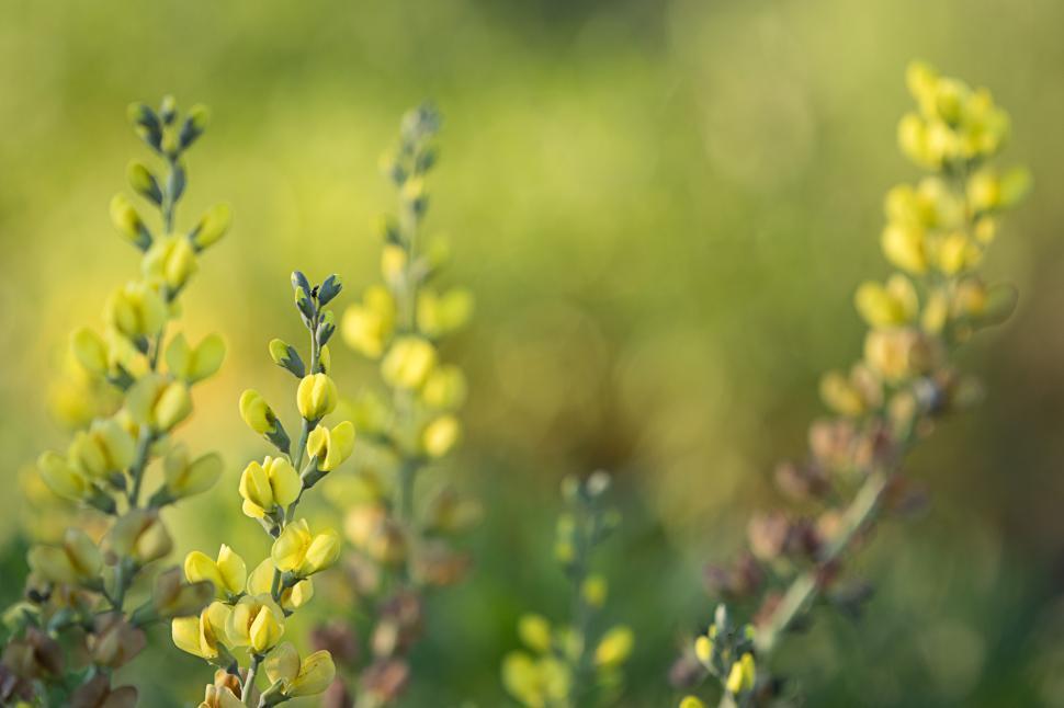 Free Image of Yellow flowering plants in a lush green setting 