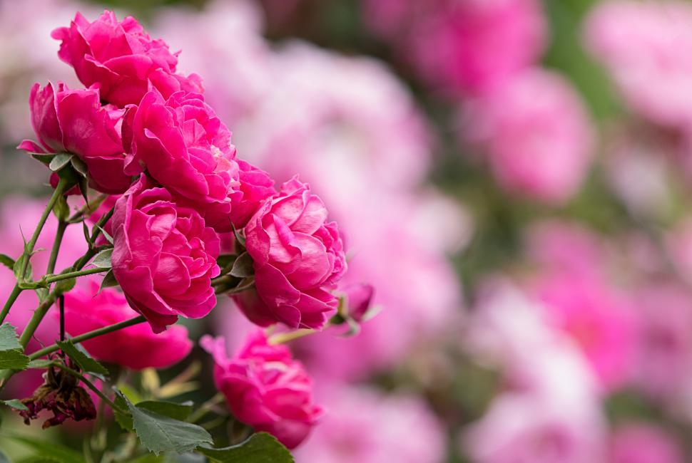 Free Image of Pink roses bloom in vibrant spring garden landscape 