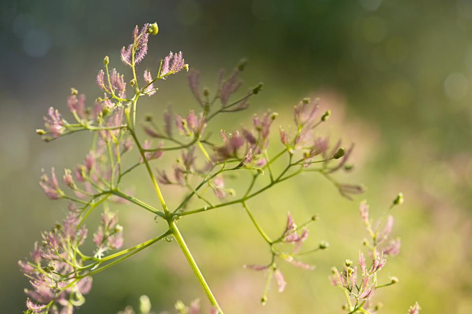 Free Image of Delicate pink flowers in natural light on a sunny day 