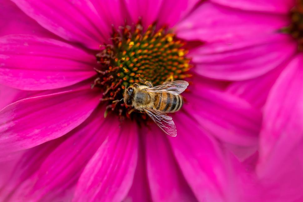 Free Image of Bee collecting pollen from vibrant pink flower 