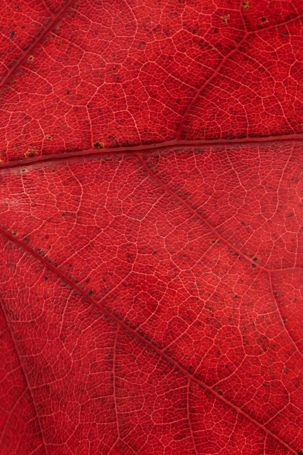 Free Image of Bright red leaf highlights intricate texture and details 