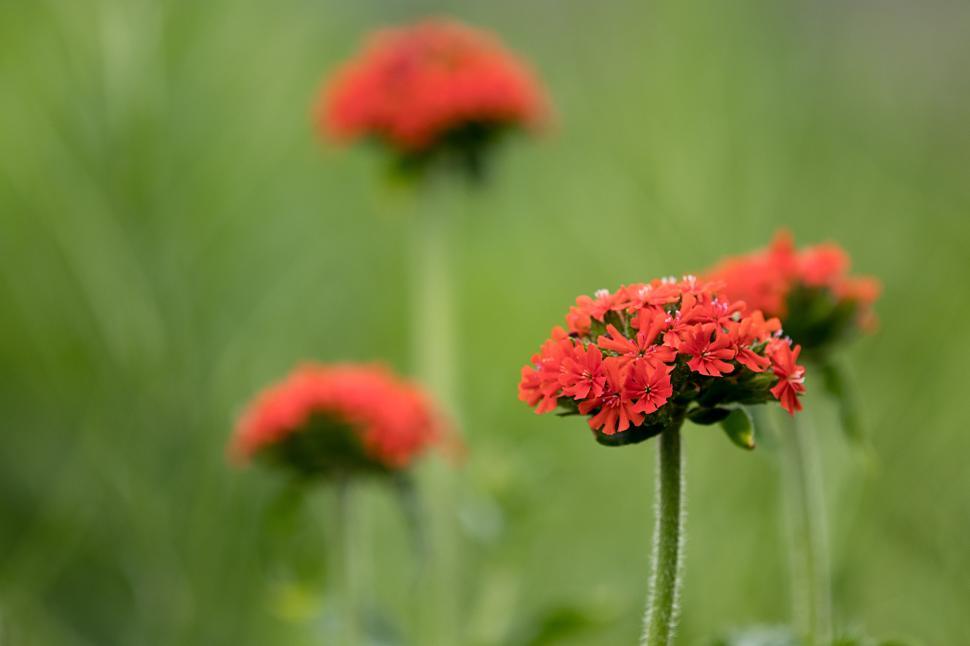 Free Image of Vibrant red flowers bloom in a lush green garden 