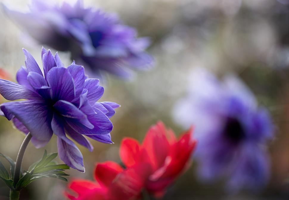 Free Image of Colorful flowers bloom in a serene garden setting 