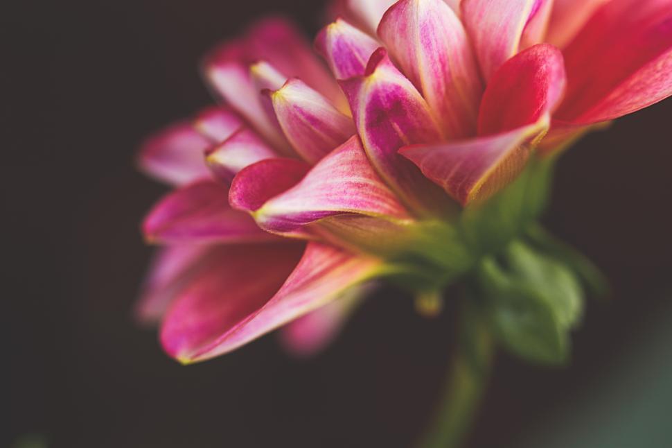 Free Image of Colorful flowers bloom in a serene garden setting 