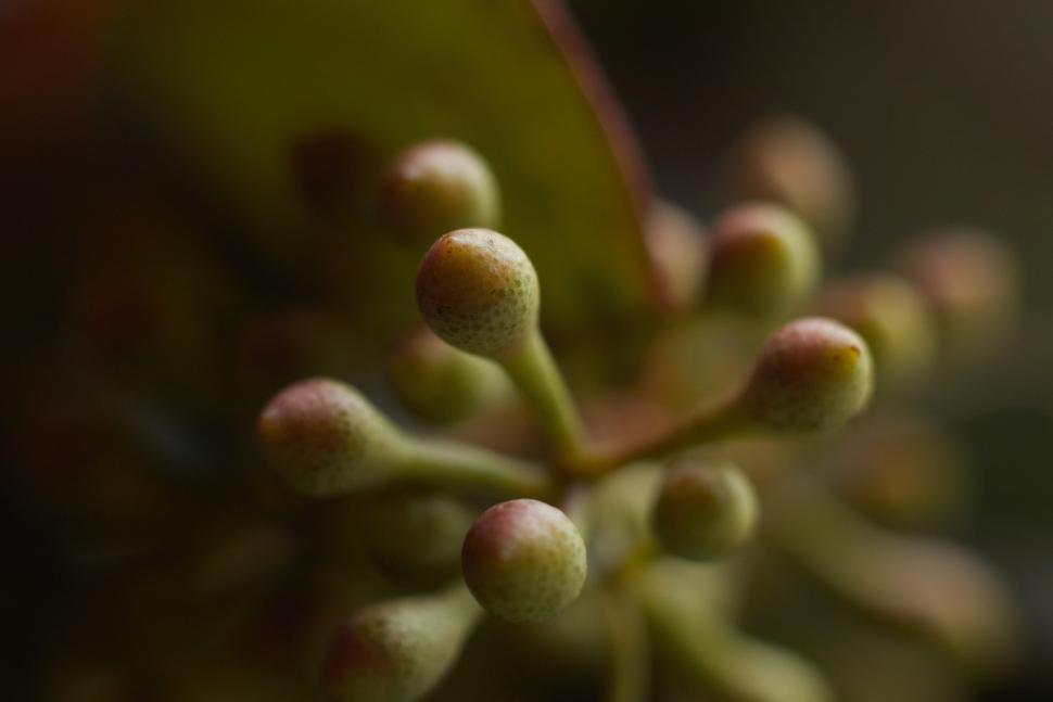 Free Image of Closeup of budding plant life in soft focus 