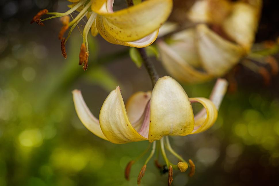 Free Image of Beautiful blooming flowers with delicate yellow petals 