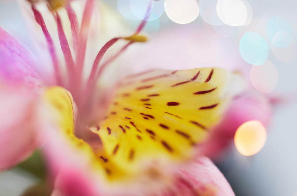 Free Image of Close-up view of a vibrant flower with intricate details 
