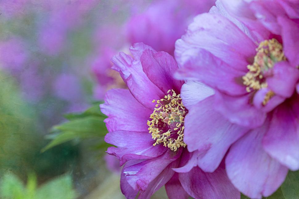 Free Image of Blooming purple flowers in a garden during spring 