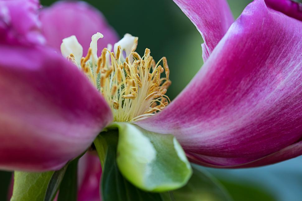 Free Image of Close-up of vibrant pink flower in a garden setting 
