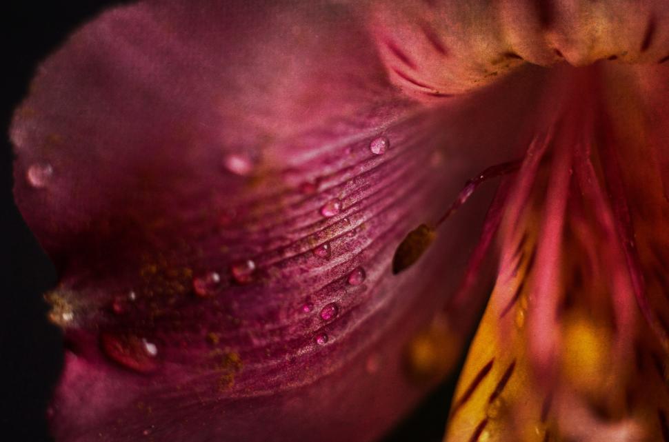 Free Image of Close-up view of a vibrant flower with water droplets 