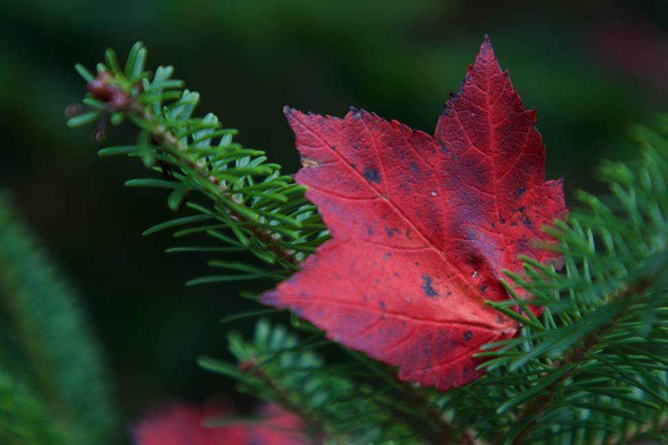 Free Image of Vibrant red maple leaf resting on evergreen branches in autumn 