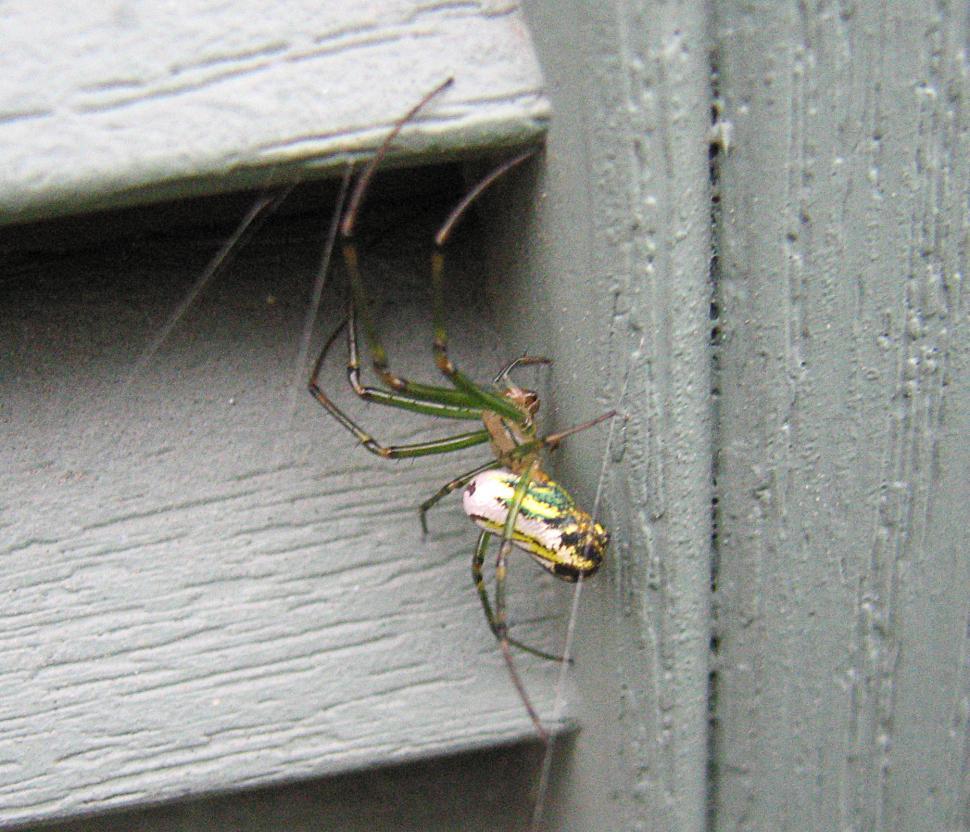 Free Image of Spider on Siding 