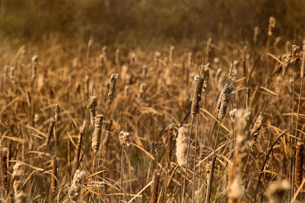 Free Image of Cattails swaying gently in the autumn breeze 