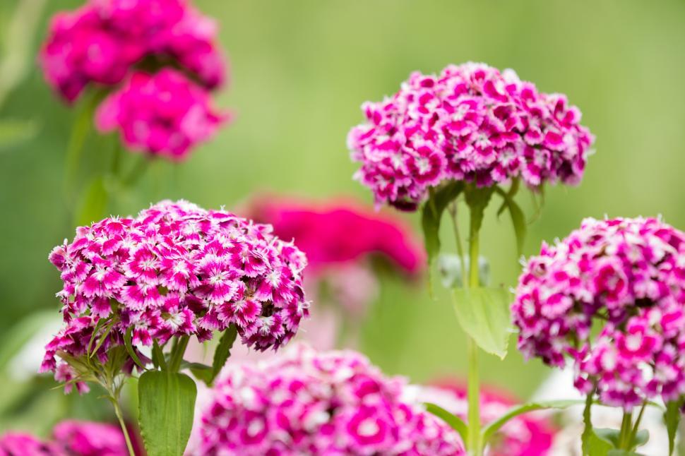 Free Image of Bright pink flowers blooming in a sunny garden landscape 