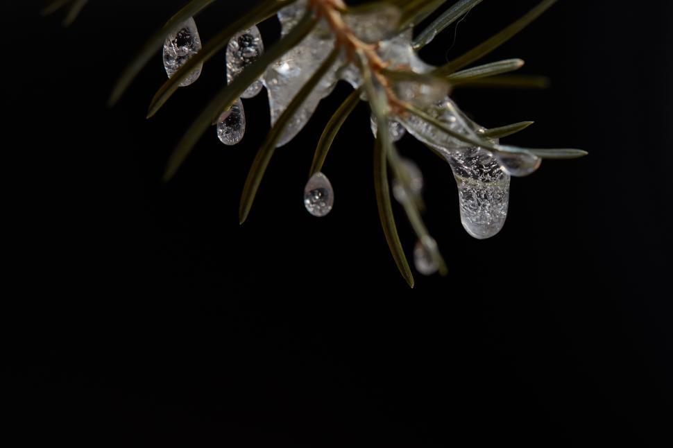 Free Image of Icicles hanging from pine needles in winter 