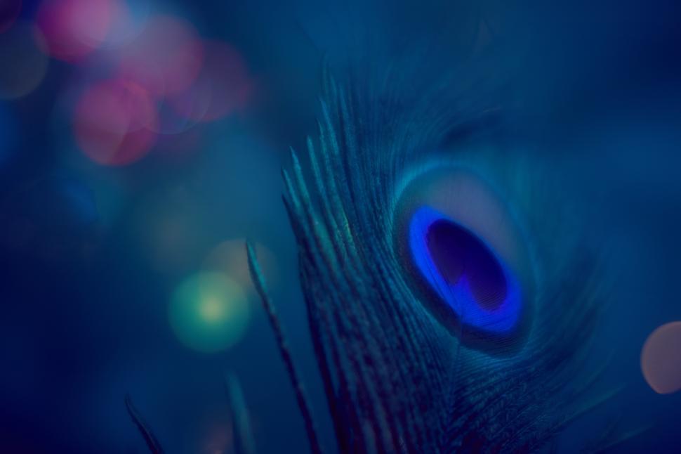 Free Image of Peacock feather close-up reveals vibrant colors and patterns 