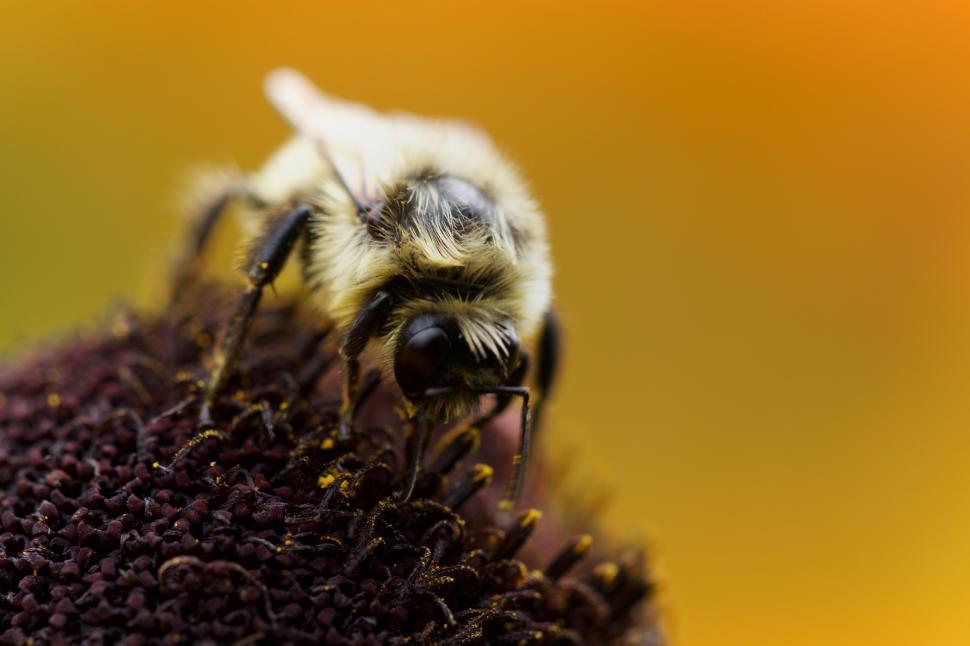 Free Image of Bee collecting pollen from a flower in a garden during summer 
