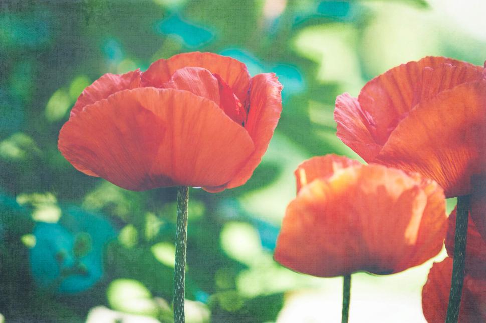 Free Image of Vibrant red poppies bloom in a lush green garden setting 