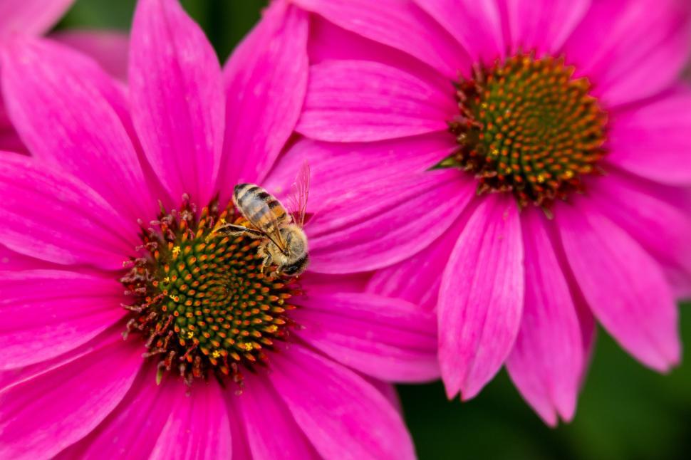 Free Image of Bees collecting nectar from vibrant pink flowers 