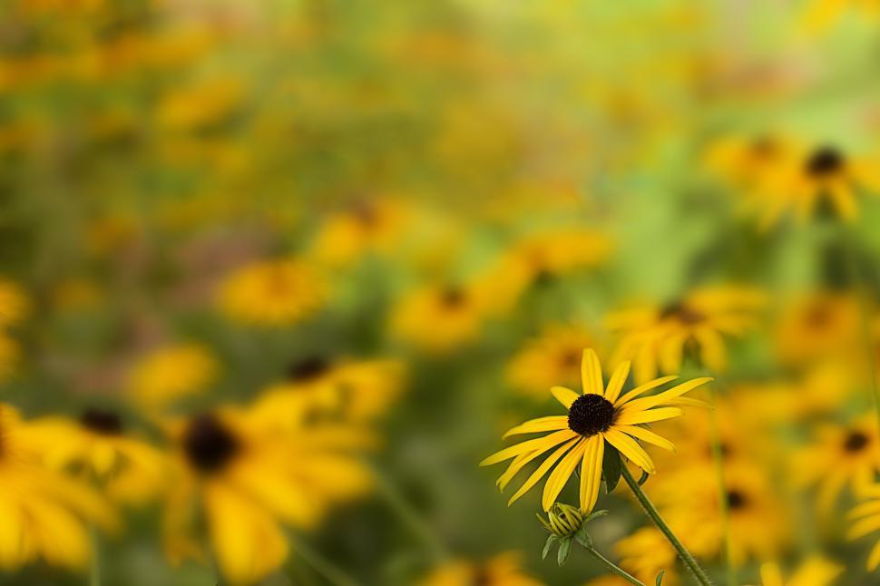 Free Image of Bright yellow flowers bloom in a vibrant garden landscape 