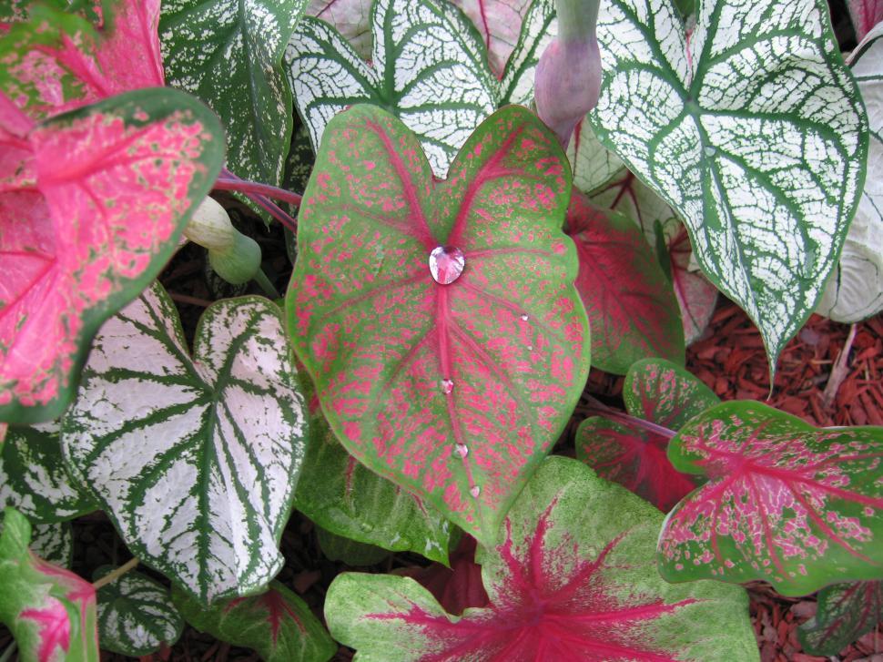 Free Image of Caladium Leaves 