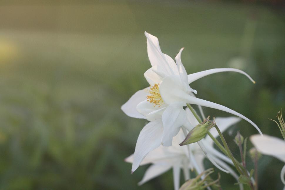 Free Image of Beautiful white flower blooming in a tranquil garden 