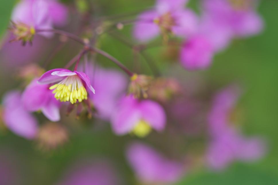 Free Image of Beautiful pink flowers in nature during springtime 