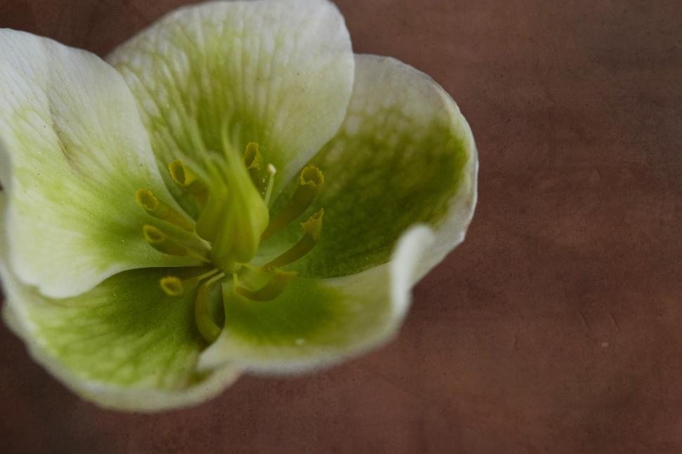 Free Image of Close-up view of a green and white flower in natural light 