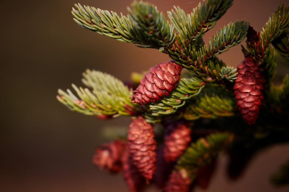 Free Image of Red pine cones on evergreen branches in forest setting 