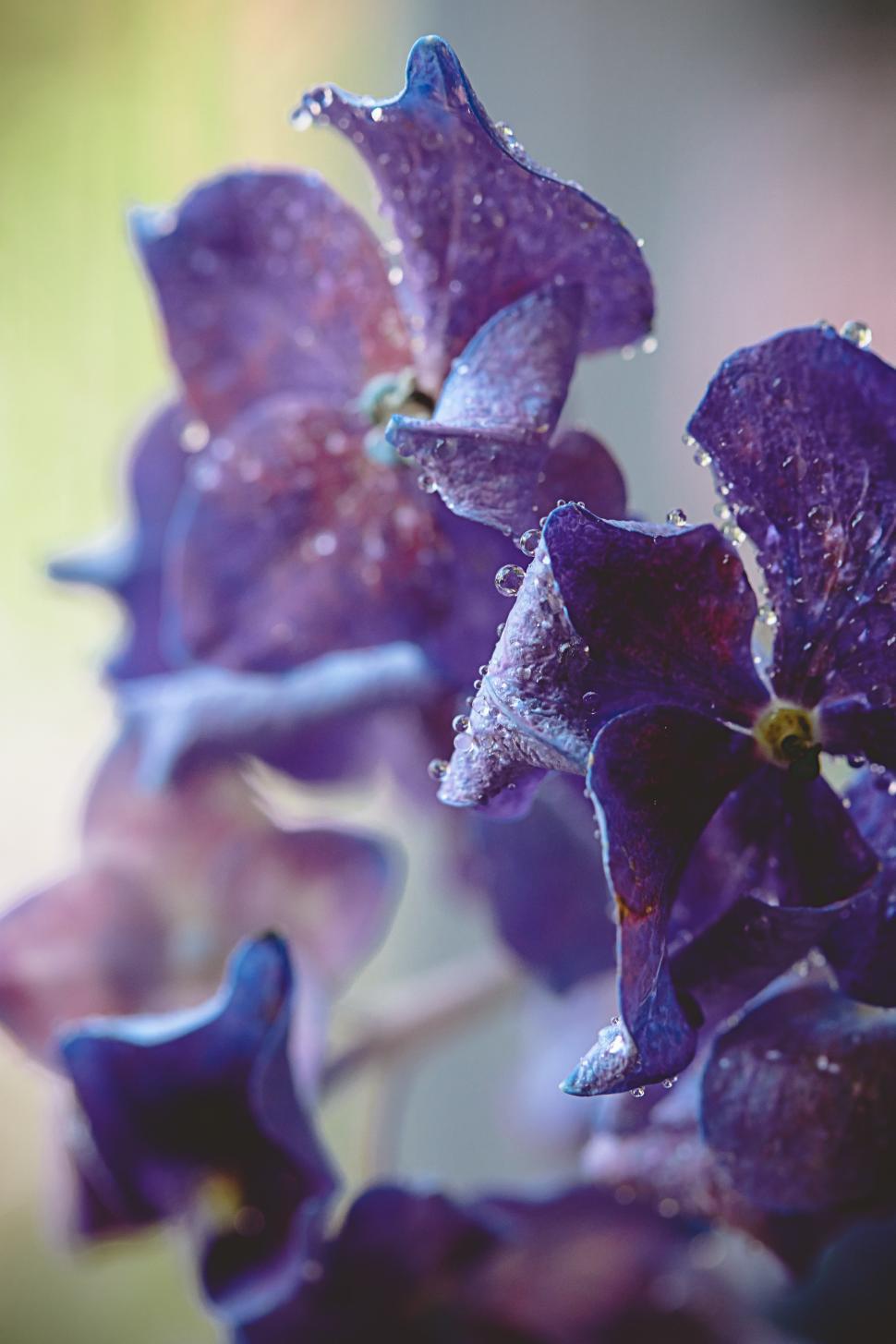 Free Image of Purple flowers display raindrops in soft light 