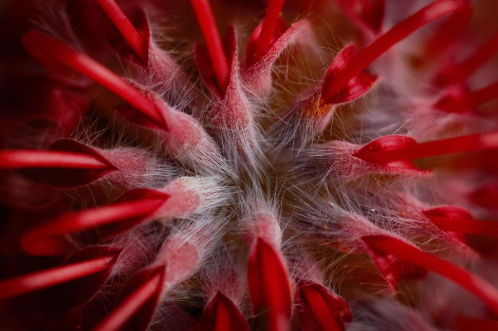 Free Image of Bright red flower bloom with delicate textures up close 