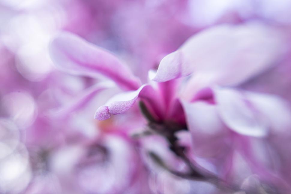 Free Image of Blooming magnolia flowers showcase vibrant spring colors 