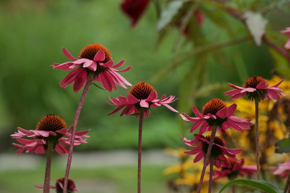 Free Image of Beautiful echinacea flowers in a vibrant garden setting 
