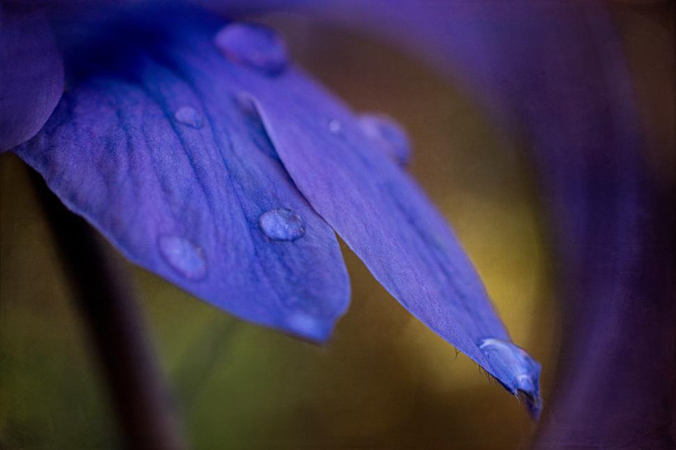 Free Image of Close-up of a purple flower petal with water droplets 