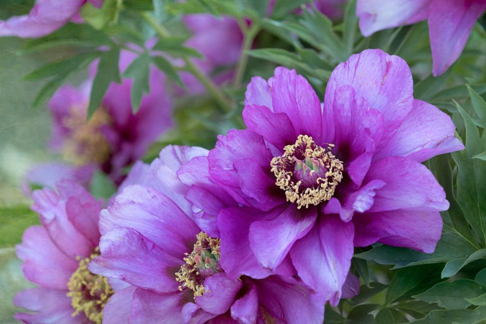 Free Image of Beautiful purple flowers bloom in a lush garden 