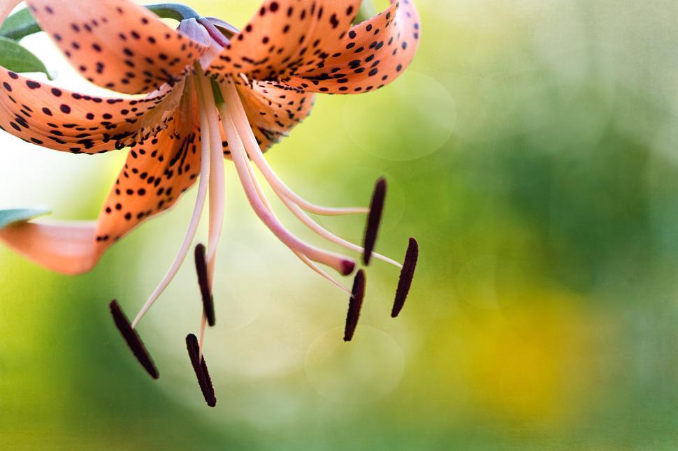 Free Image of Vibrant orange lily blooms in a lush green garden 