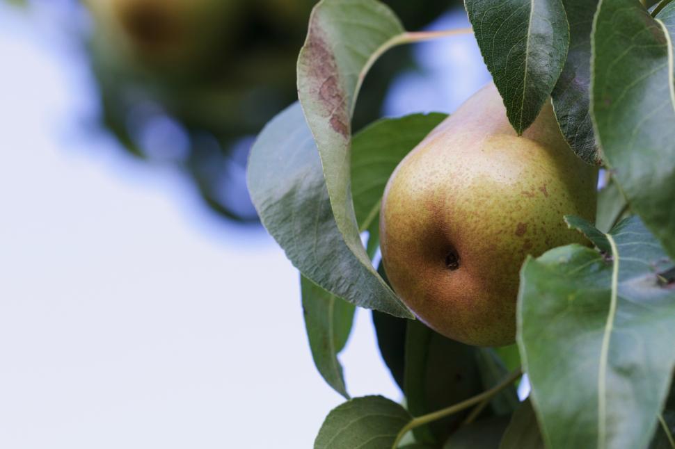 Free Image of Ripe pears hanging on a tree branch in summer 