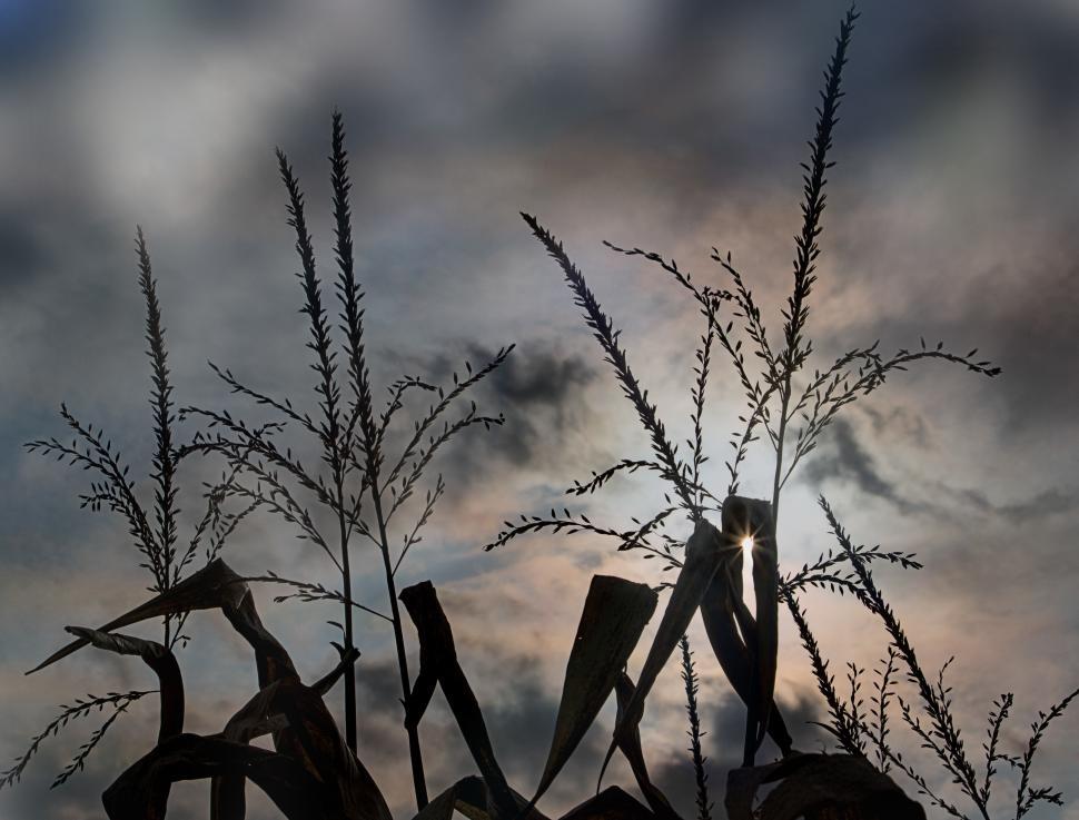 Free Image of Silhouette of plants against a dramatic sky at dusk 