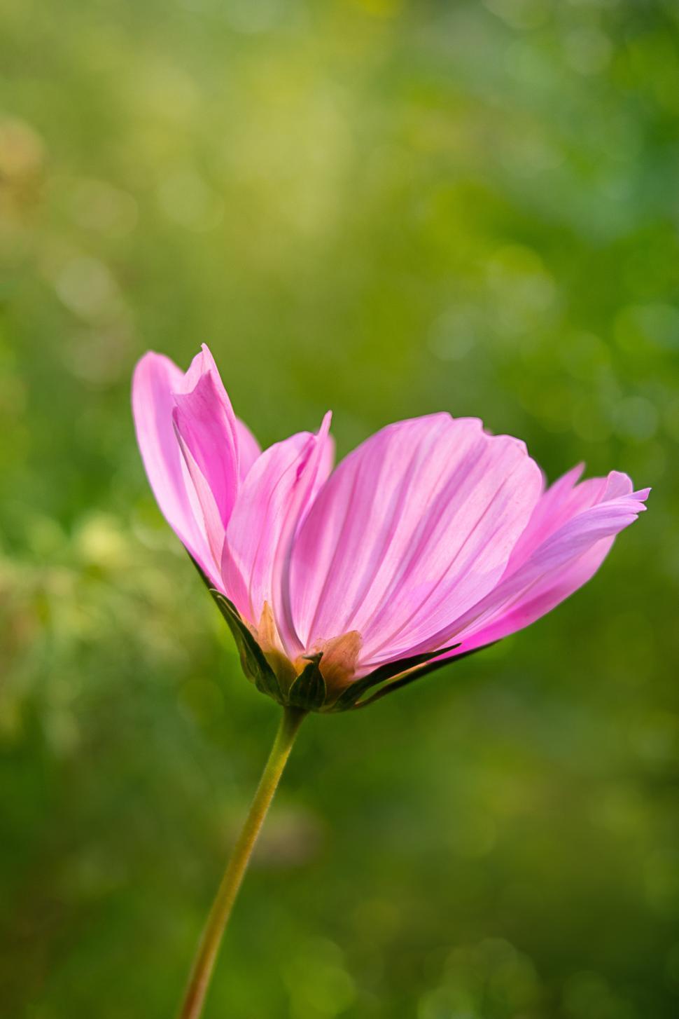 Free Image of Beautiful pink flower blooming in a lush garden 