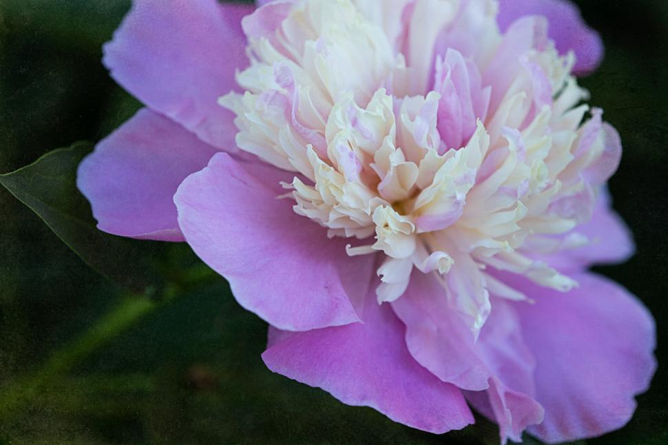 Free Image of Beautiful pink peony flower blooms in garden setting 