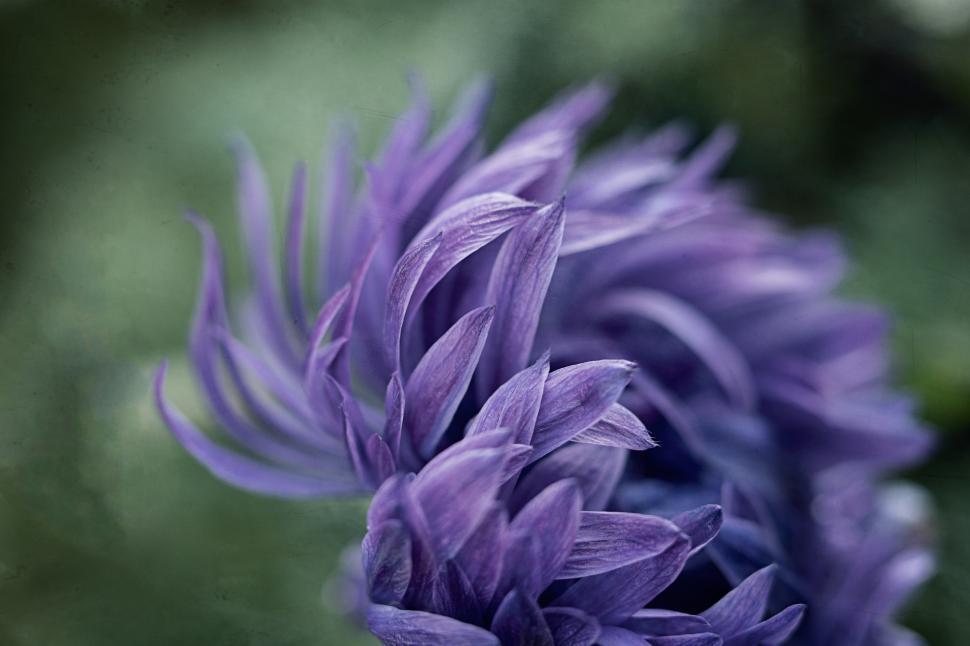 Free Image of Vibrant purple flower petals in natural setting 