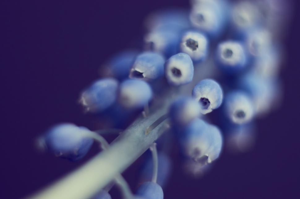 Free Image of Close-up of delicate blue flowers in soft lighting 