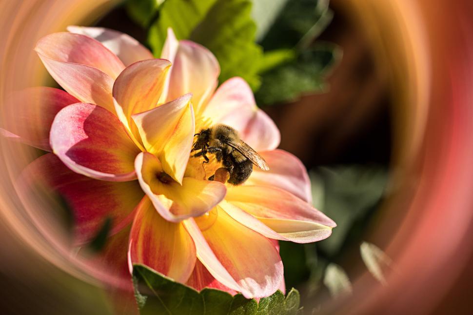 Free Image of Bee collecting nectar from beautiful dahlia flower in garden 