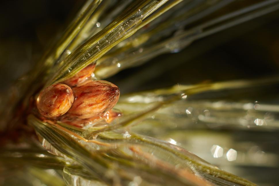 Free Image of Close-up of pine tree buds surrounded by pine needles 