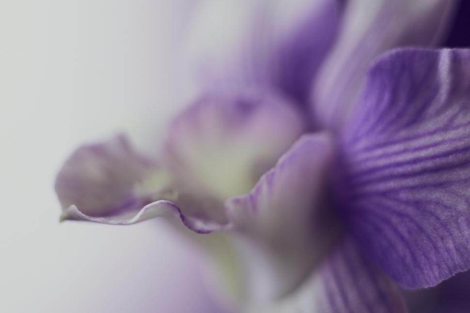 Free Image of Close-up of a vibrant purple flower with delicate petals 