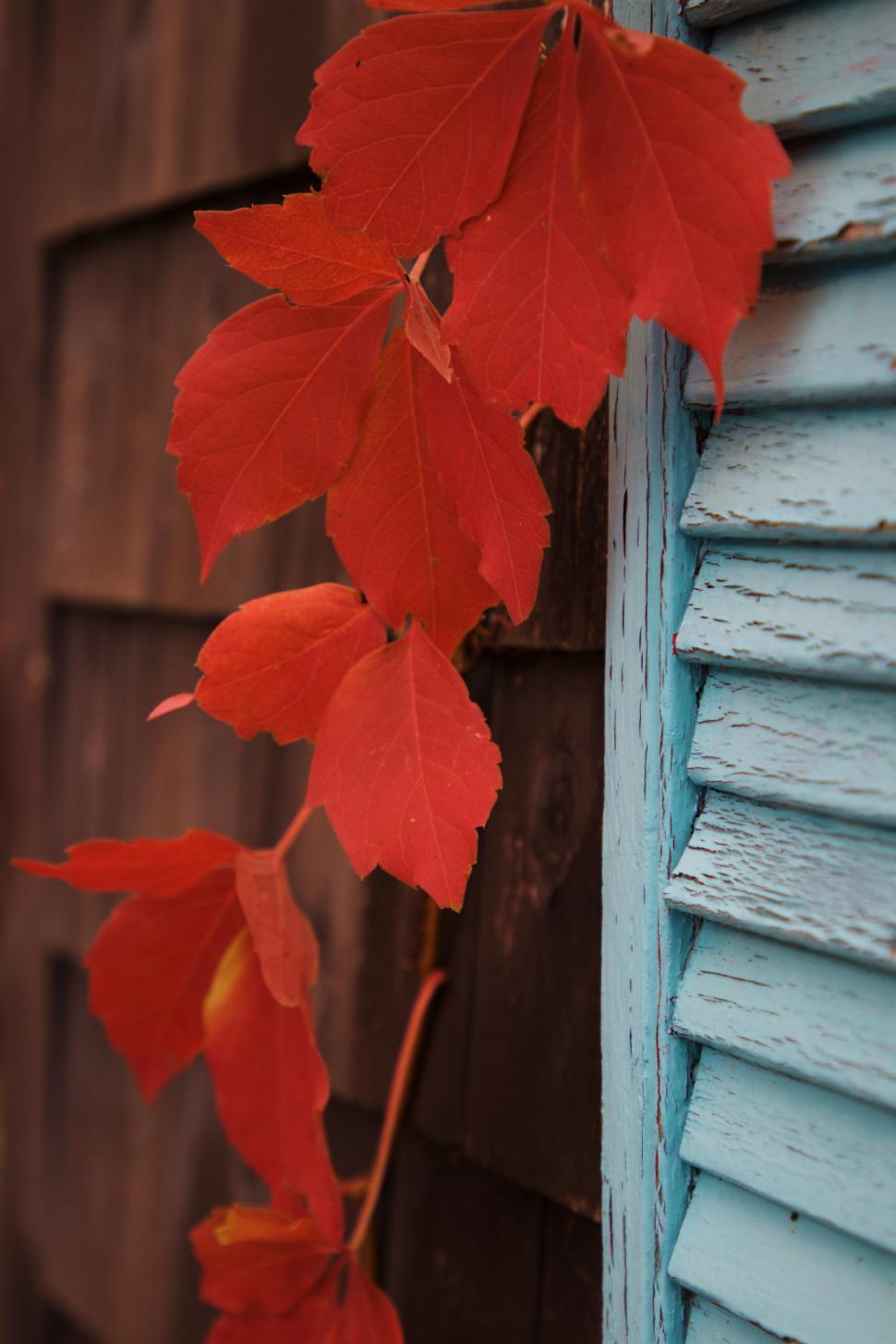 Free Image of Vibrant red leaves climbing a rustic blue wall 
