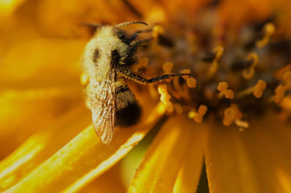 Free Image of Bee gathers pollen from a bright yellow flower 