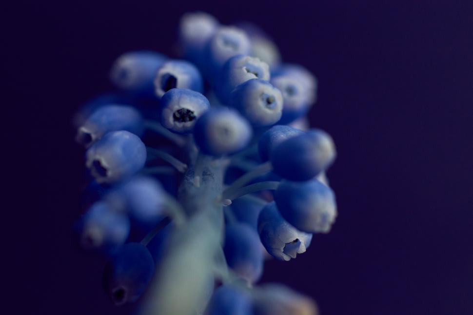 Free Image of Close-up view of blue flower cluster in natural light 