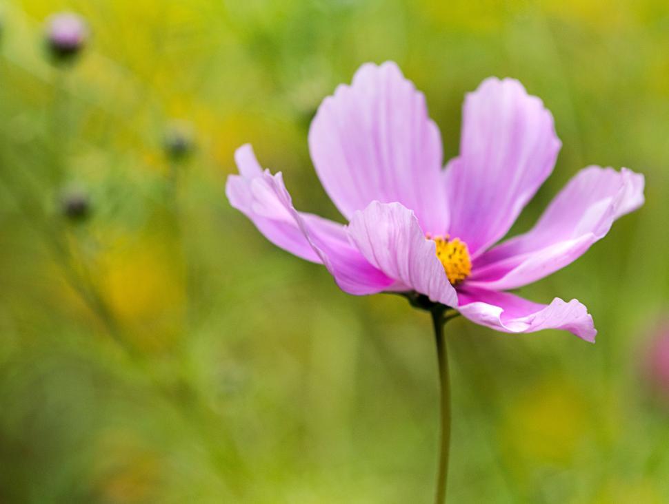 Free Image of Pink flower blooming in a vibrant garden setting 